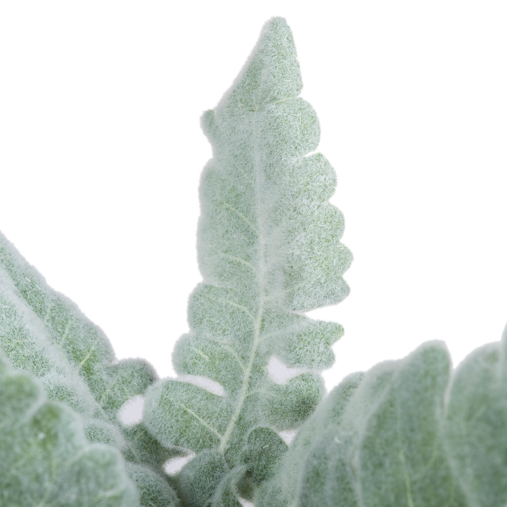 Vickerman 17'' Artificial Green Dusty Miller Spray. Includes 3 sprays per pack.