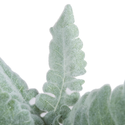 Vickerman 17'' Artificial Green Dusty Miller Spray. Includes 3 sprays per pack.