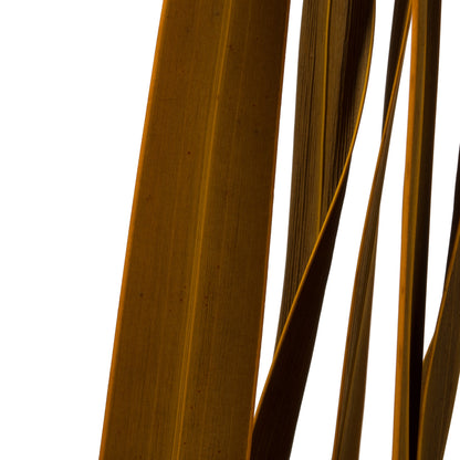 Vickerman 18-30" Aspen Gold Snake Grass. Includes 36 Stems (3 - 12 Stem Bundles) Dried