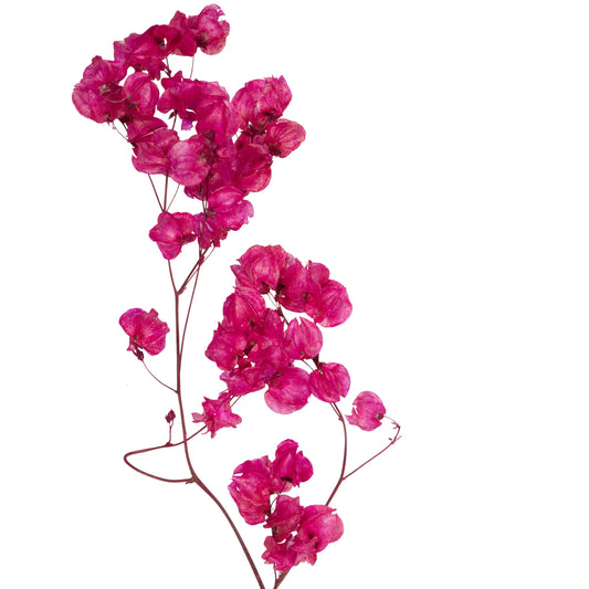 Vickerman 13.5-17" Raspberry Dried Cara Blossom Bundle Preserved.