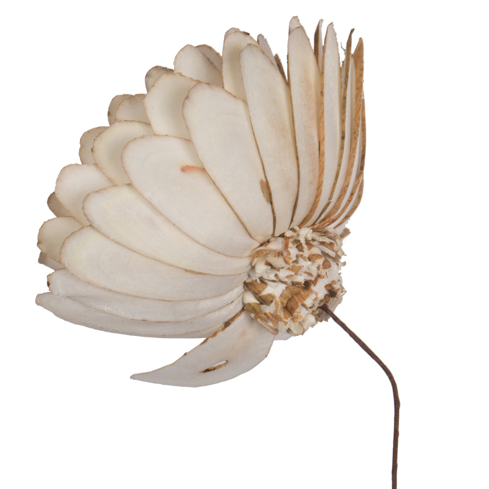 Vickerman Natural Botanicals 4" Natural Dried Almond Sola Flower on 12" wire stem- 12 stem/polybag.