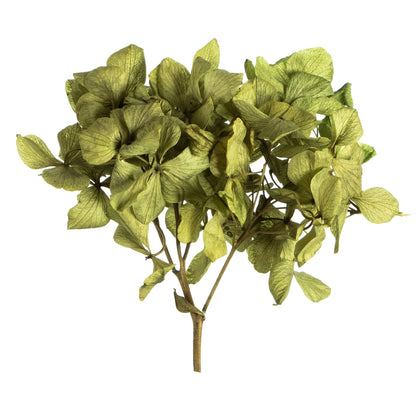 Vickerman 10 x 3 x 21" tray Basil Hydrangea Pieces. Tray multi stem Preserved