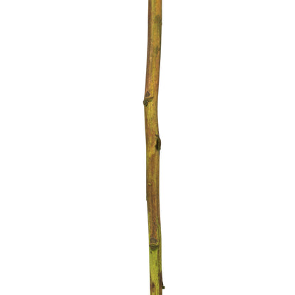 Vickerman 42-46" Basil Cierus Stem. Includes 3 Stems per Pack Dried