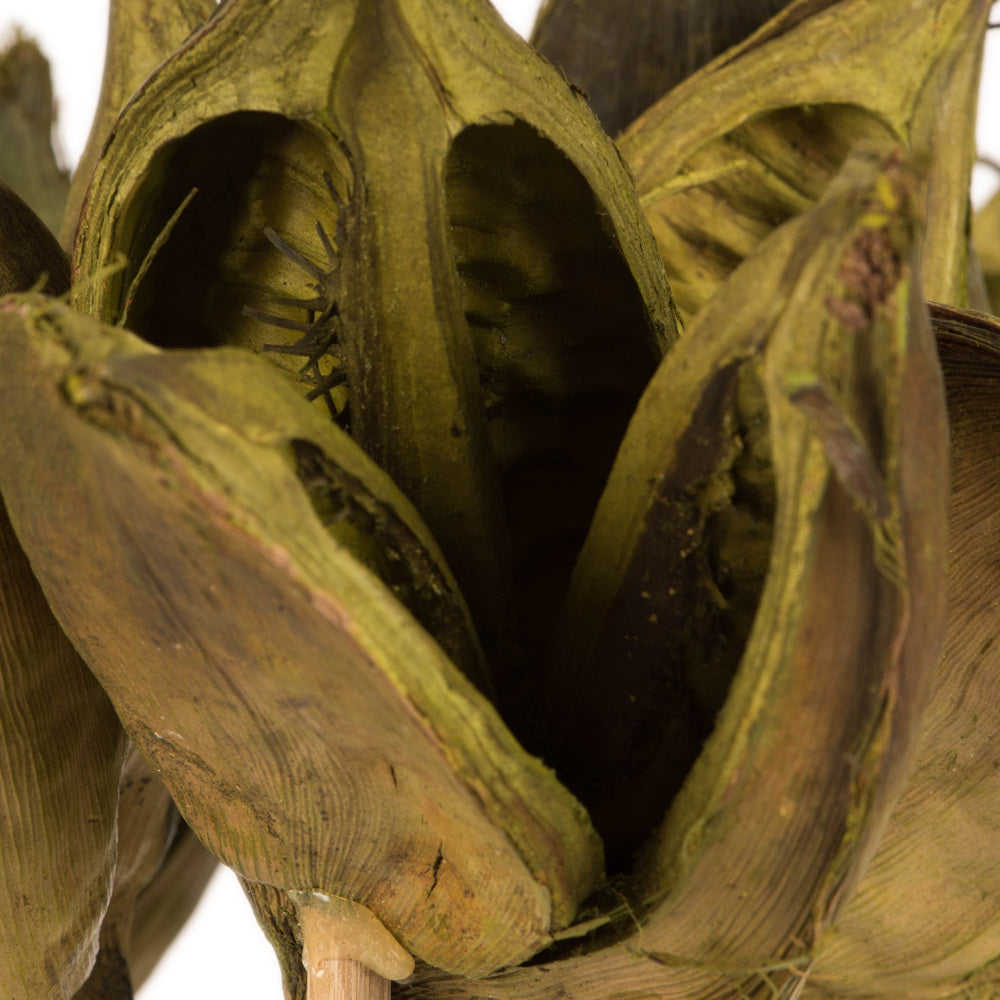 Vickerman 16" Light Basil Sora Pod attached to a Wood Stem.  Includes 5 Stems per Pack Dried