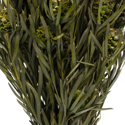 Vickerman 12" Green Salignum Female 7 oz Bundle Preserved