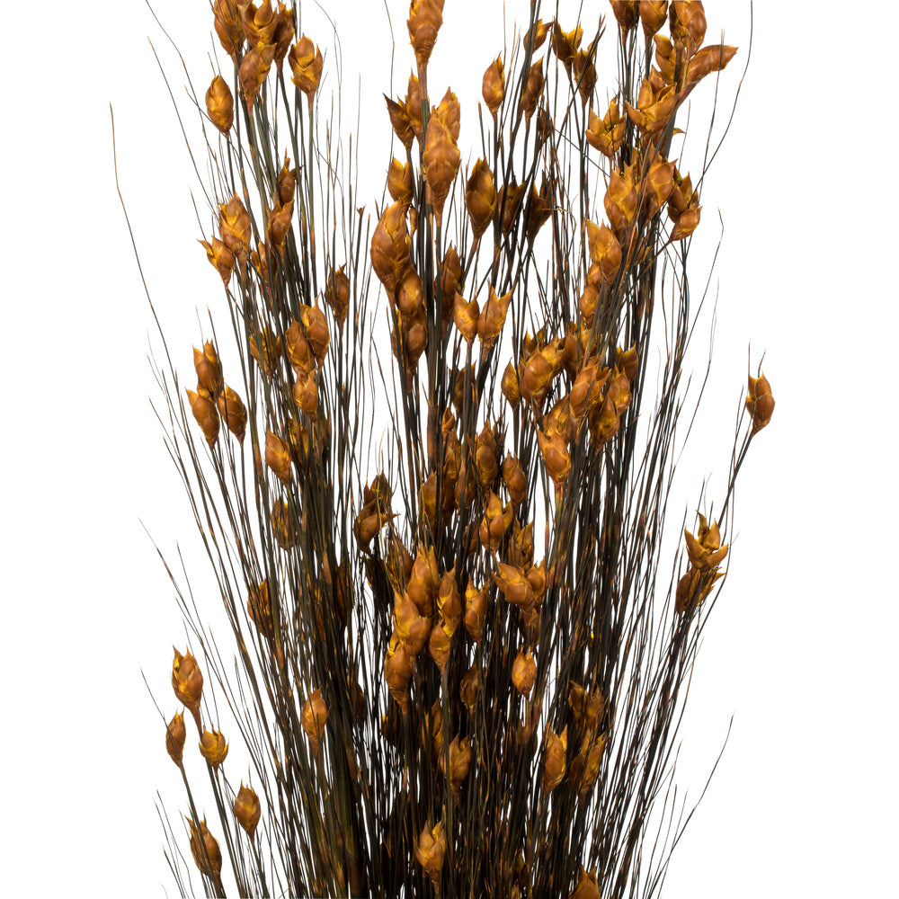 Vickerman 36-40" Aspen Gold Bell Grass with Seed Pods 8-9 oz Bundle Preserved