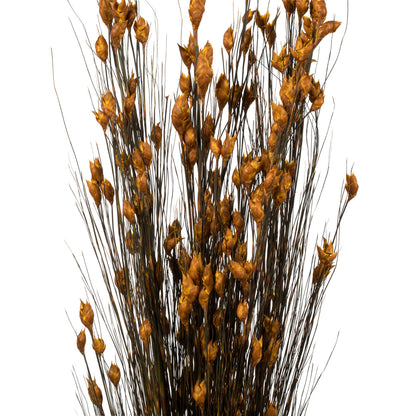 Vickerman 36-40" Aspen Gold Bell Grass with Seed Pods 8-9 oz Bundle Preserved