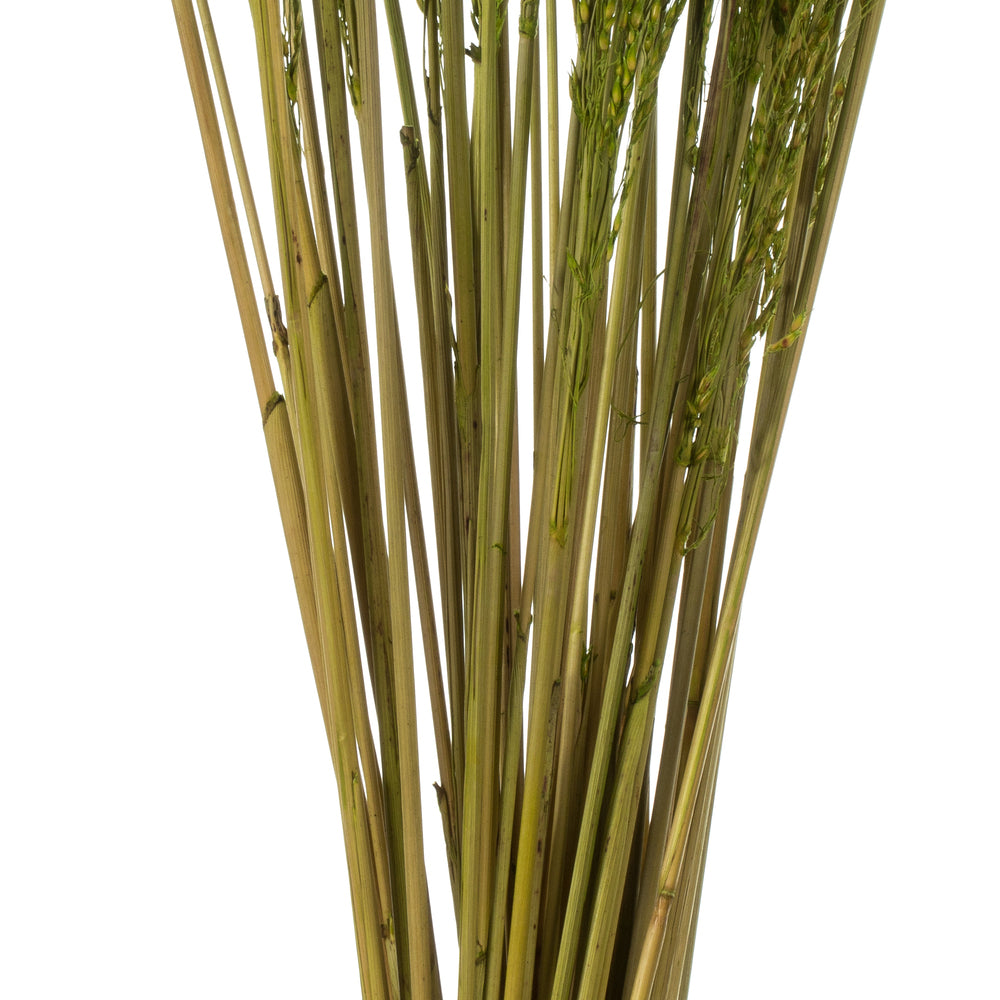 Vickerman 36" Green Congo Grass 8 oz Bundle Dried