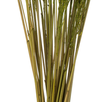 Vickerman 36" Green Congo Grass 8 oz Bundle Dried