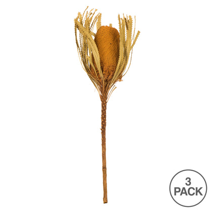 Vickerman 12" Jumbo Aspen Gold Banksia Flower with Dyed Foliage. Includes 3 Stems per Pack. Dried