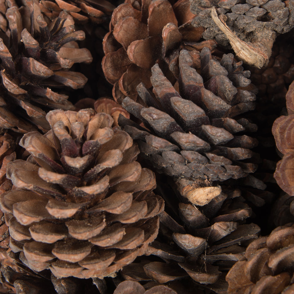 Vickerman Natural Botanicals 2" Blue Pine Natural. Includes 100 Pieces per Unit