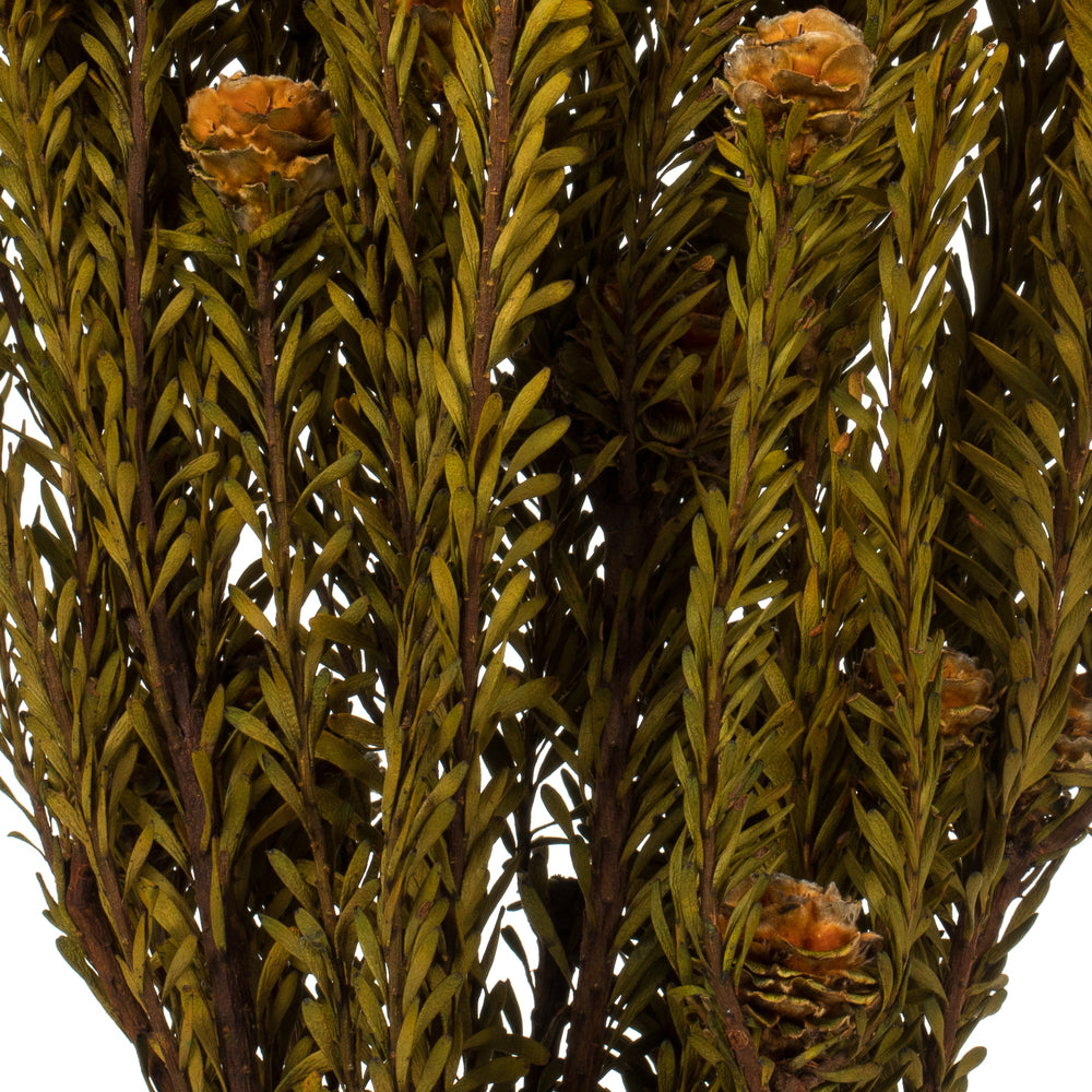 Vickerman 12" Autumn Tortum Bundle Female Preserved