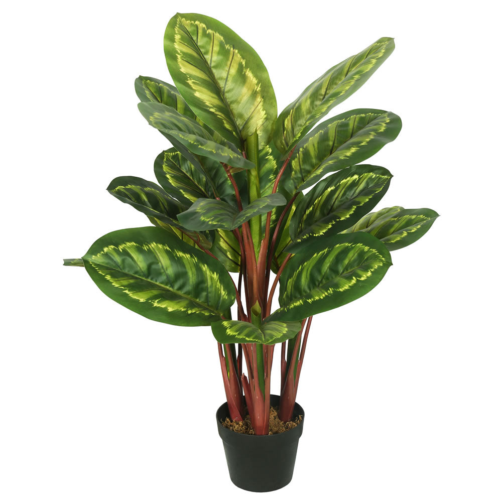Vickerman 3' Artificial Green and Brown Peacock Plant botanical name Calathea.
