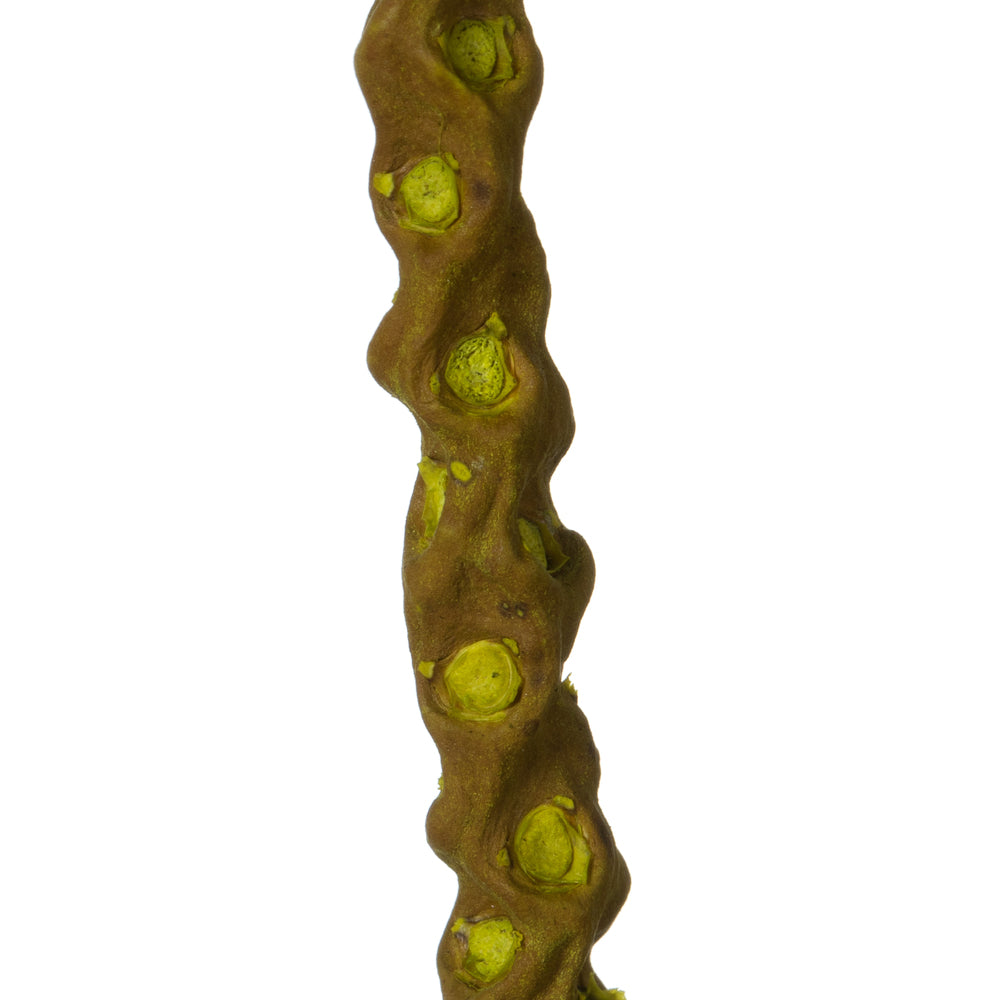 Vickerman 36-40" Light Basil Caba Spine Bundle. Includes 24oz (3 -8oz Bundles) Dried