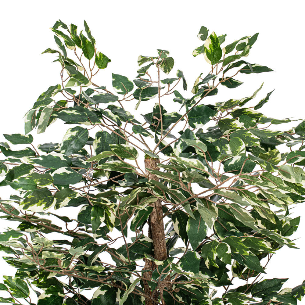 Vickerman 4' Artificial Variegated Ficus Bush Gray Round Plastic Container.