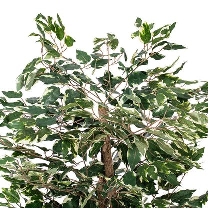 Vickerman 4' Artificial Variegated Ficus Bush Gray Round Plastic Container.