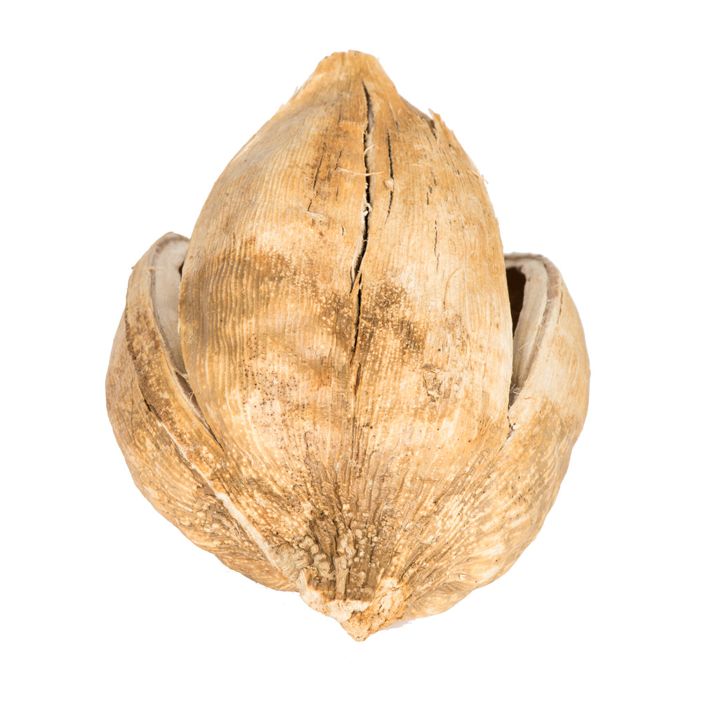 Vickerman 3-4" Bleached Sora Pods Bulk Case 25 per Case Dried