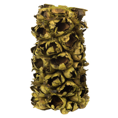 Vickerman 10-12" Basil Giant Seed Pod Segment - small 1 peice Dried