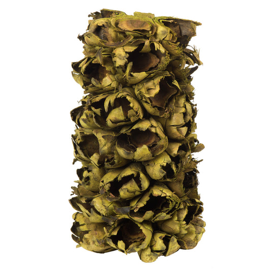 Vickerman 10-12" Basil Giant Seed Pod Segment - small 1 peice Dried