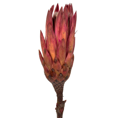 Vickerman 8-12" Erica Pink Repens - Natural Stem - Bulk case 180 pieces Dried