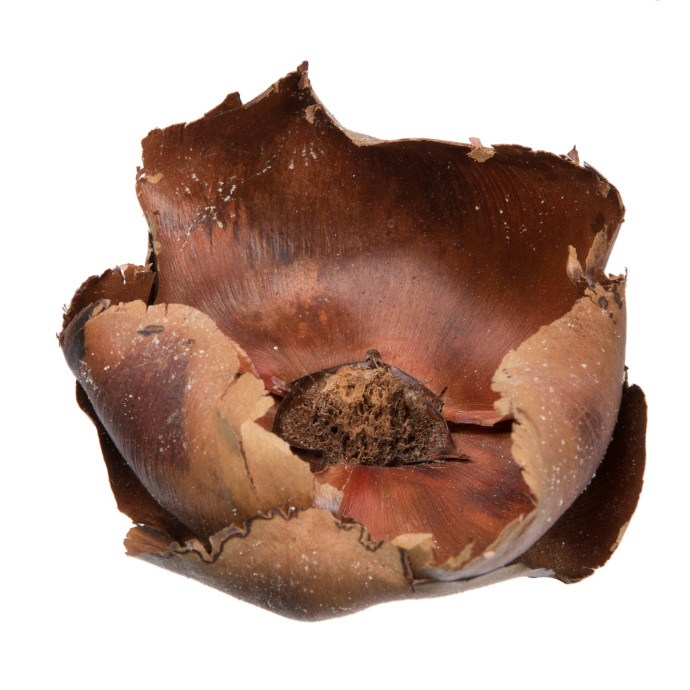 Vickerman Natural Botanicals 2.75" Palm Cap Natural. Includes 100 pieces per Pack.