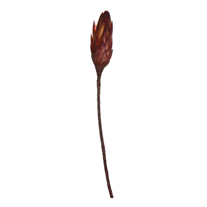 Vickerman 14" Red Repens on a Natural Stem.  Includes 6 Stems per Bundle Dried