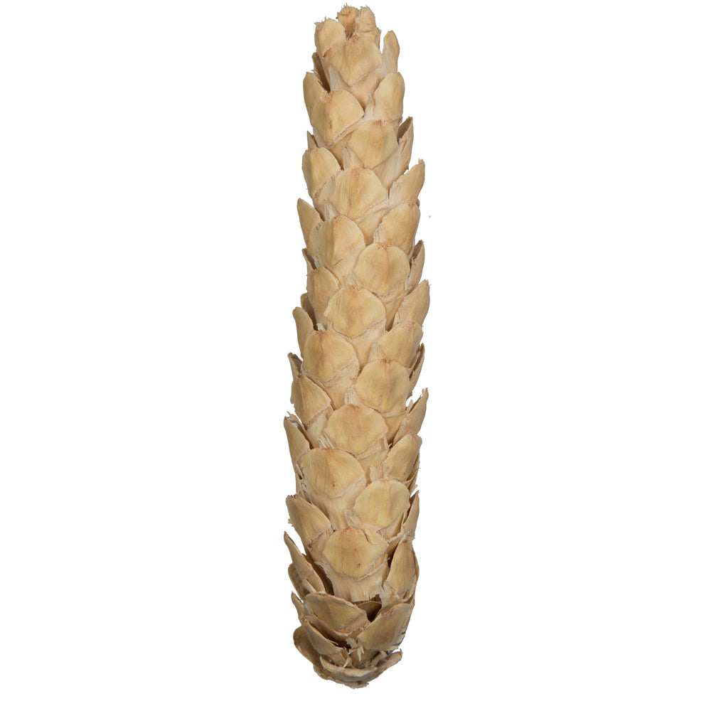 Vickerman Natural Botanicals 10" Strobus Extra Large Bleached. Includes 10 pieces per unit