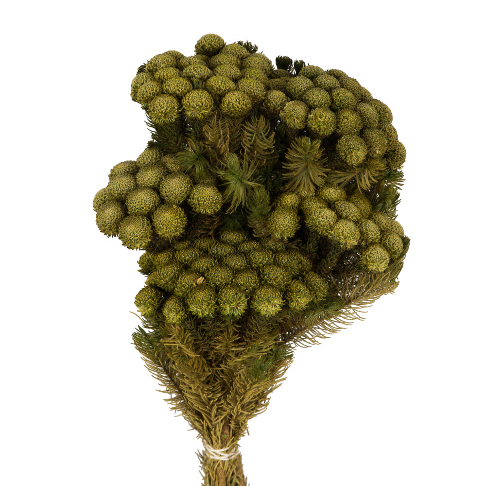 Vickerman 12-16" Yellow/Green Brunia 4 oz Bundle Preserved