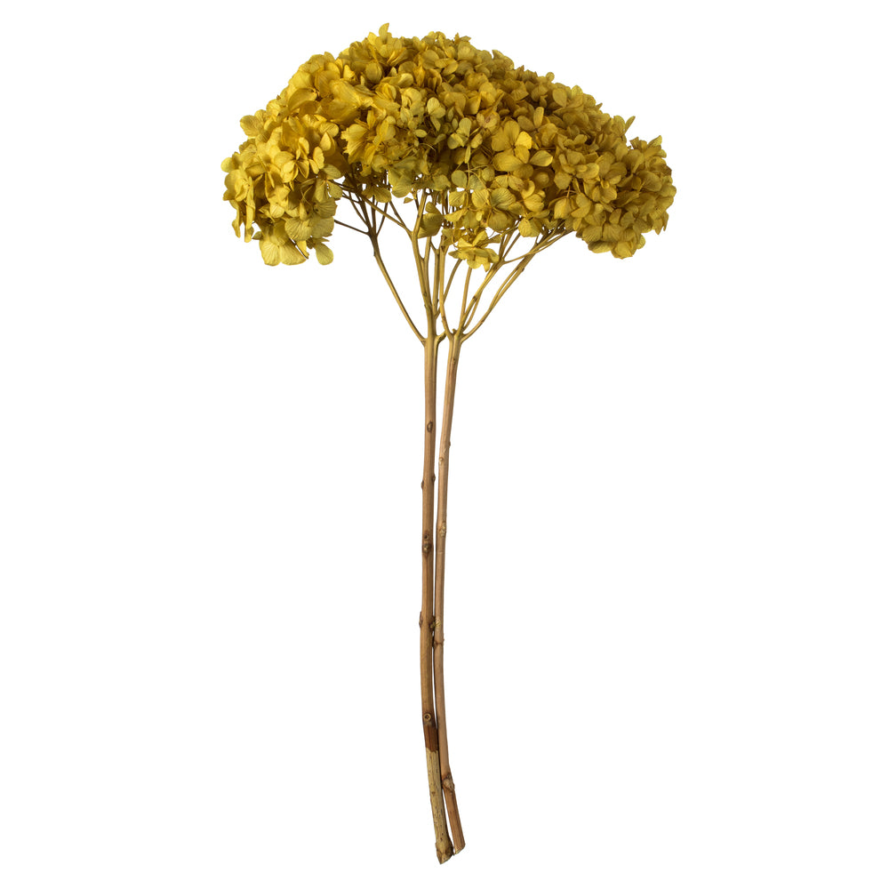 Vickerman 15" Yellow Hydrangea with Multiple Branch Segments. Preserved