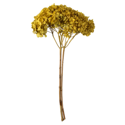 Vickerman 15" Yellow Hydrangea with Multiple Branch Segments. Preserved
