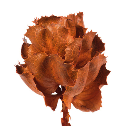 Vickerman 8" flower Autumn Queen Flower 1 stem Dried