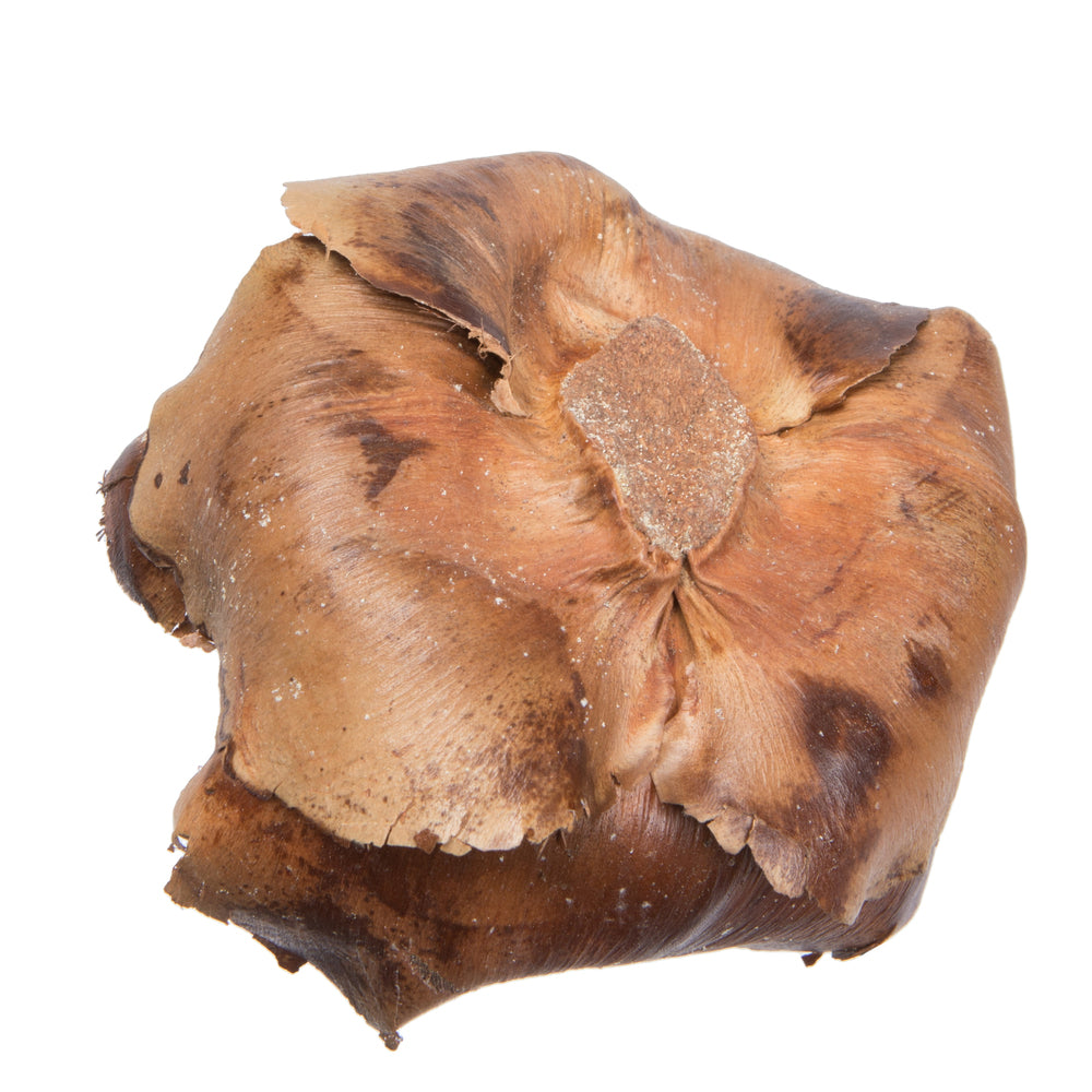 Vickerman Natural Botanicals 2.75" Palm Cap Natural. Includes 100 pieces per Pack.