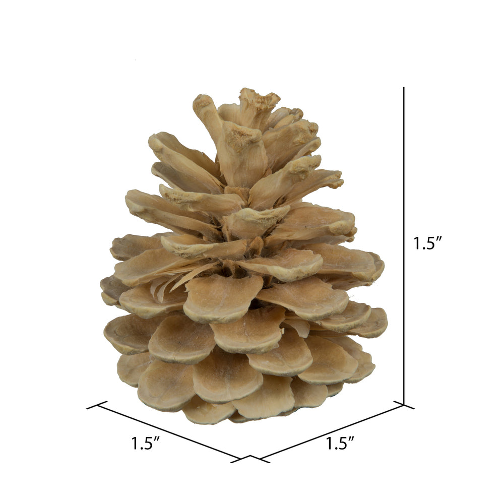 Vickerman Natural Botanicals 1.5" Blue Pine Bleached. Includes 50 Pieces per Unit