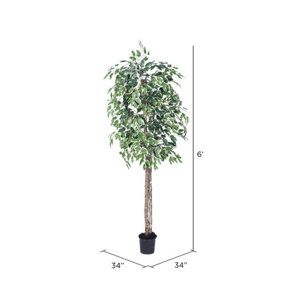 Vickerman 6' Artificial Variegated Ficus Black Plastic Pot