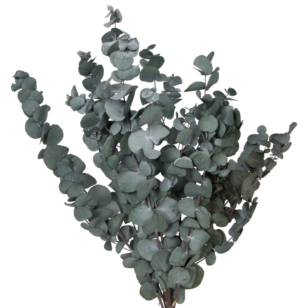 Vickerman Natural Botanicals 18-20" x 9" Eucalyptus Spiral Green 100 grams per bunch