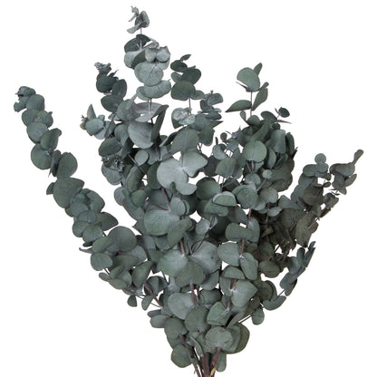 Vickerman Natural Botanicals 18-20" x 9" Eucalyptus Spiral Green 100 grams per bunch