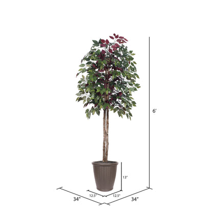 Vickerman 6' Artificial Capensia Tree Brown Round Plastic Container.
