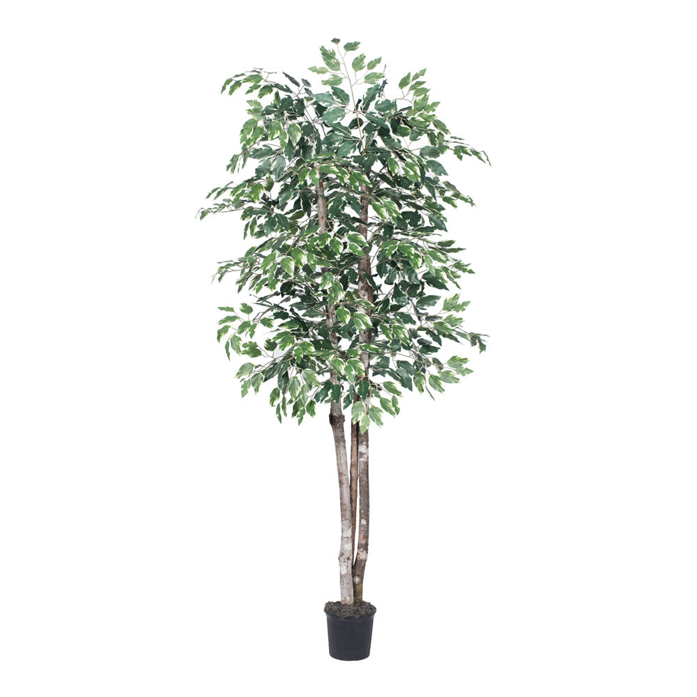 Vickerman 6' Artificial Variegated Deluxe Black Plastic Pot