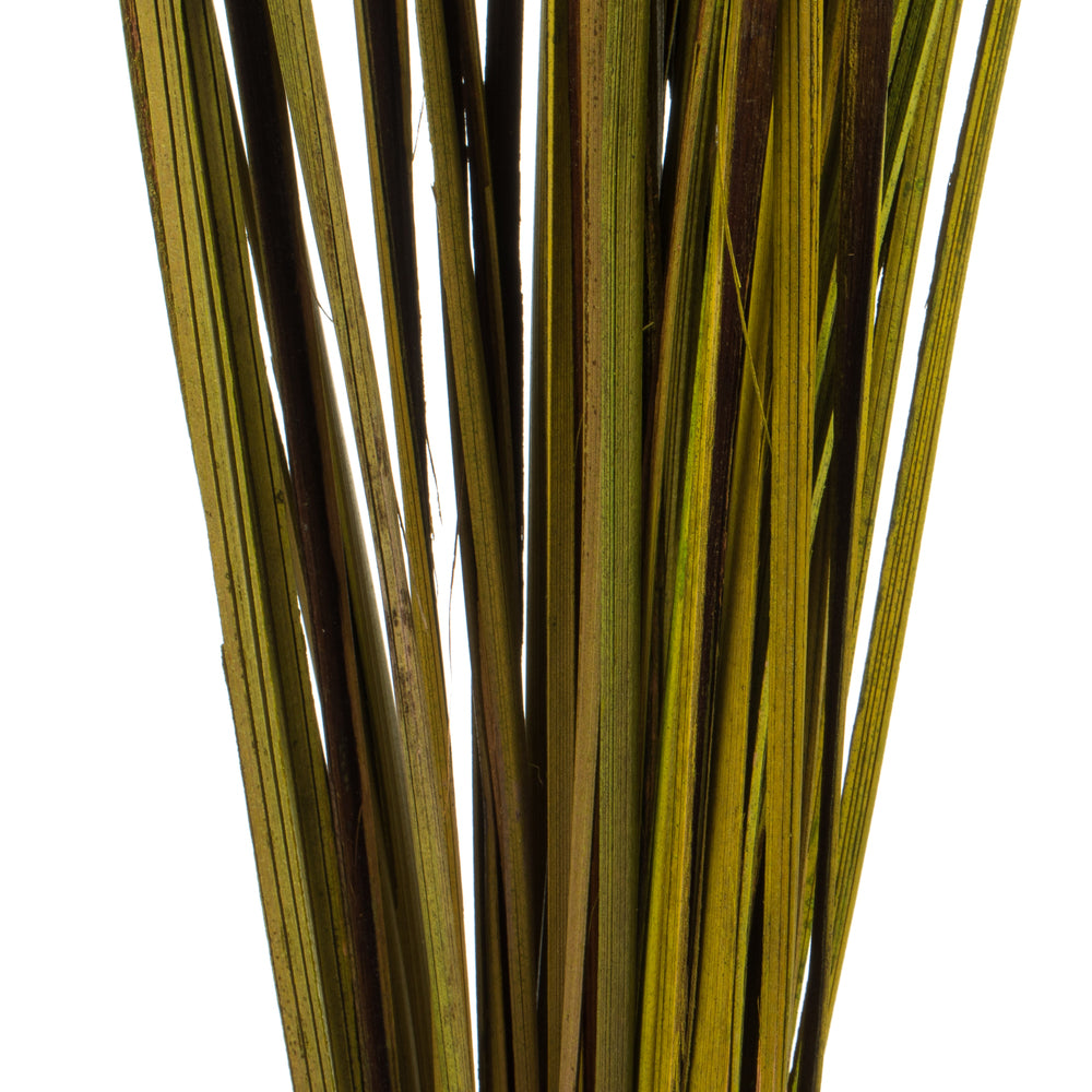 Vickerman 28"  Basil Splinter Grass 11 oz Bundle Dried