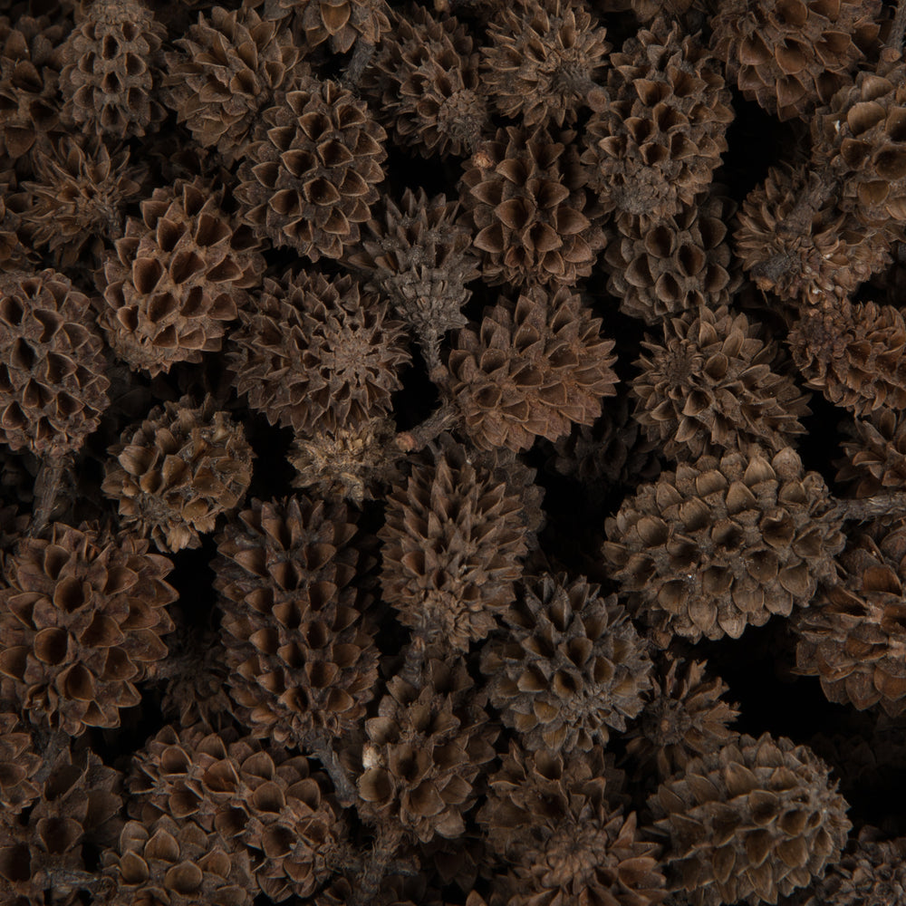 Vickerman Natural Botanicals 0.6" Casurina. Includes 8.8 Lbs per Pack