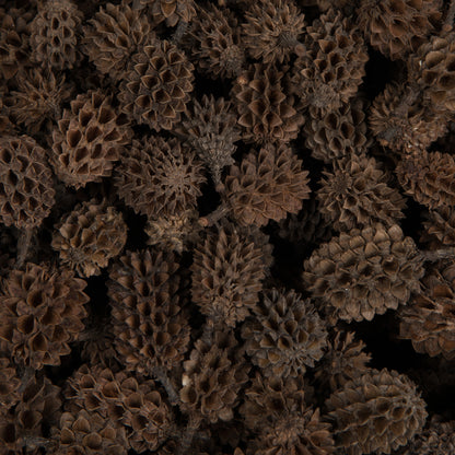 Vickerman Natural Botanicals 0.6" Casurina. Includes 8.8 Lbs per Pack