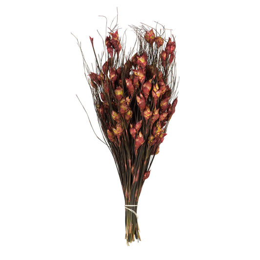 Vickerman 15-20" Red Bell Female short 5-6 oz Bundle Preserved