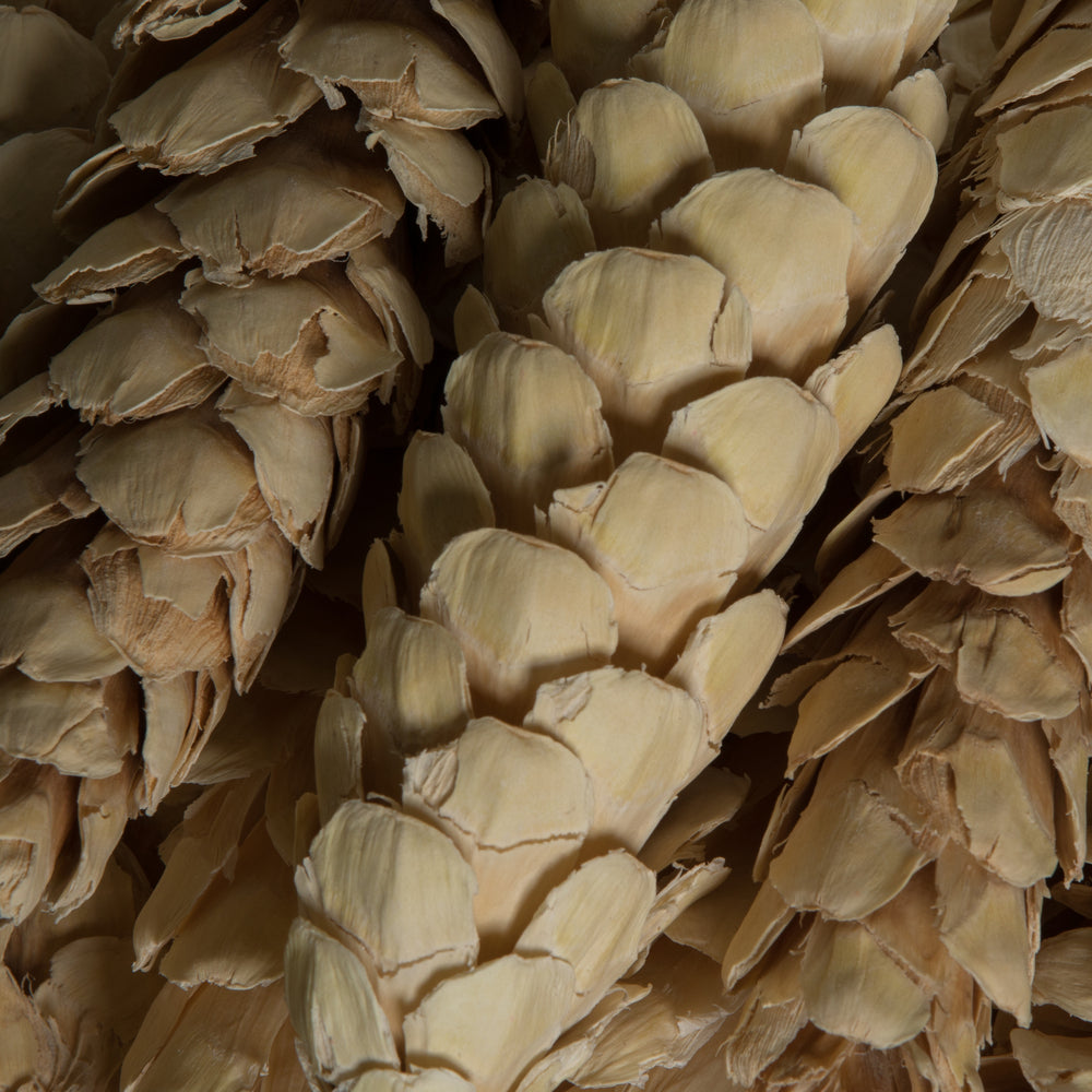 Vickerman Natural Botanicals 5.9" Strobus Medium Bleached. Includes 15 pieces per unit