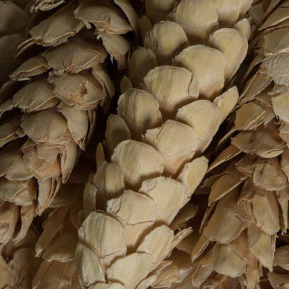 Vickerman Natural Botanicals 5.9" Strobus Medium Bleached. Includes 15 pieces per unit