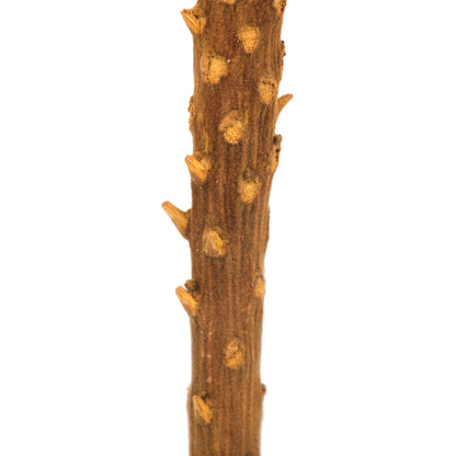 Vickerman 12" Jumbo Aspen Gold Banksia Flower with Dyed Foliage. Includes 3 Stems per Pack. Dried