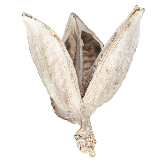 Vickerman 3-4" Bleached Sora Pod 250 pieces per bulk case Dried