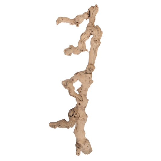 Vickerman Grapewood Sand Blasted Branch 24" Dried