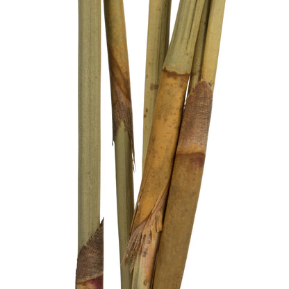 Vickerman 15" Red Artichokes on Reed Stems 5 stems Dried