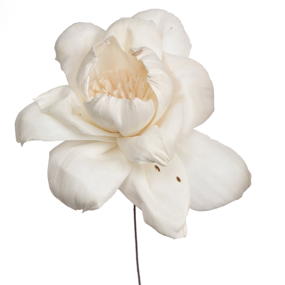 Vickerman Natural Botanicals 4" Natural Dried Roestte Sola Flower on 12" wire stem- 12 stem/polybag.