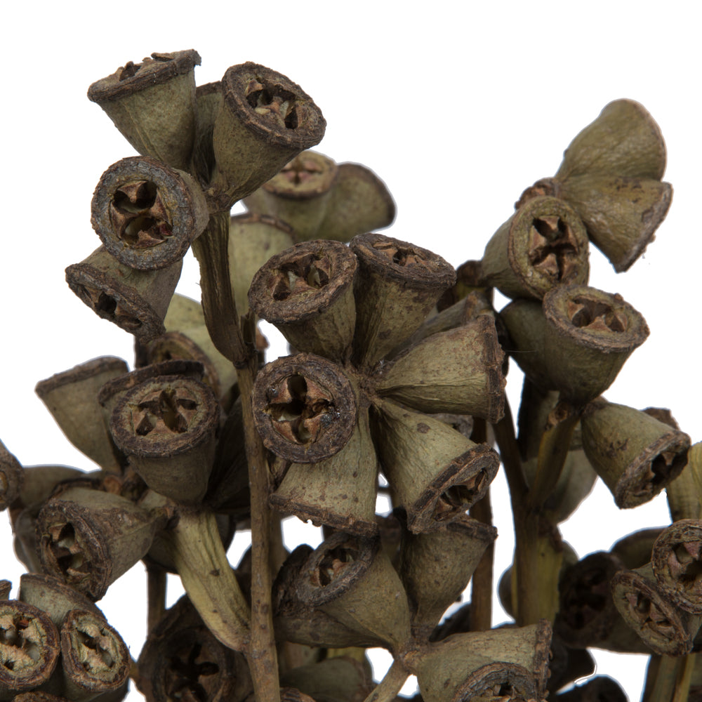 Vickerman Natural Botanicals 11" x 2-4" Conical Gum Branch 20 stems per unit